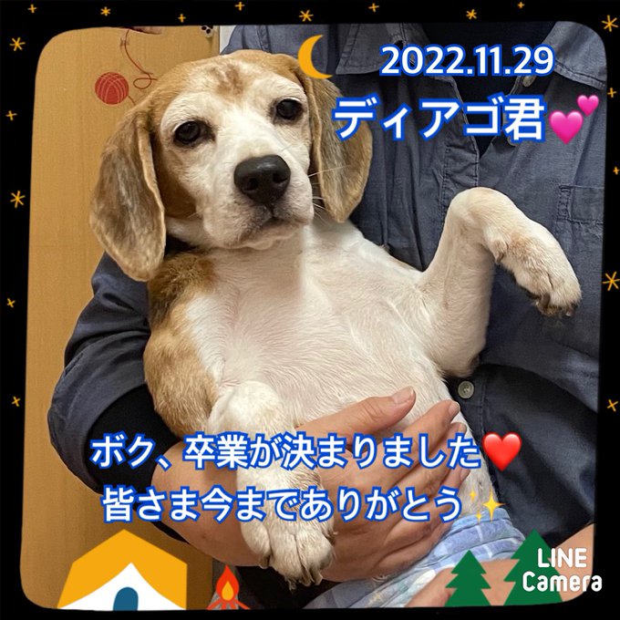 【運命の赤い糸見～つけた💓チワワのチヨリちゃん💕、ビーグルのディアゴ君💕】2022,11,29